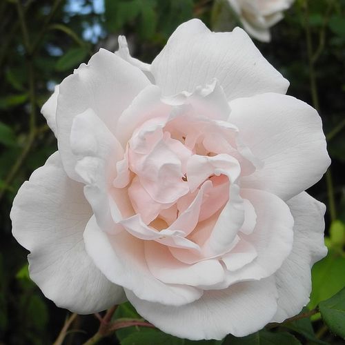 Vendita, rose rose noisette - rosa - Rosa Madame Alfred Carrière - rosa mediamente profumata - Joseph Schwartz - Resiste in luoghi parzialmente ombreggiati. Da una bella atmosfera a un vecchio muro con i suoi fiori bianchi, leggermente rosa.